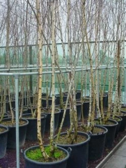 Meerstammige Berk (Betula Pendula) -DIRECTPLANT Winkel 041betulapendulameerstammmig 4