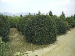 Camelia (Camellia Sasanqua) -DIRECTPLANT Winkel 057camelliasasanquabol 45 9 1