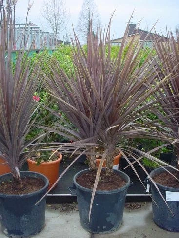 Cordyline (Cordyline Australis 'Atropurpurea') 4 Cordyline (Cordyline Australis 'Atropurpurea') - Afbeelding 2