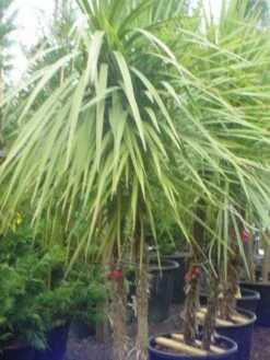 Cordyline (Cordyline Australis) 21 Cordyline (Cordyline Australis) -DIRECTPLANT Winkel 095cordylineaustralis 8