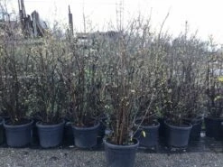 Winterzoet (Chimonanthus Praecox) -DIRECTPLANT Winkel 10