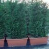 Conifeer Meeneemhaag (Cupressocyparis Leylandii) -DIRECTPLANT Winkel 109cupr.leylandiimeeneemhaag 1 1