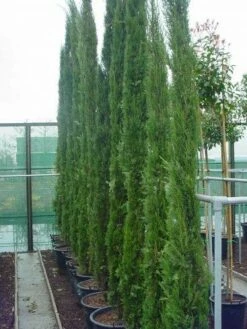 Italiaanse Cypres (Cupressus Sempervirens 'Stricta') -DIRECTPLANT Winkel 116cupressussemp.stricta 15