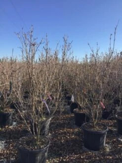 Kornoelje (Cornus Kousa 'Schmetterling') -DIRECTPLANT Winkel 12