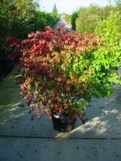 Kardinaalshoed (Euonymus Alatus) -DIRECTPLANT Winkel 126euonymusalatussolt 55 11