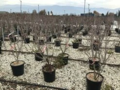 Kornoelje (Cornus Kousa 'Schmetterling') -DIRECTPLANT Winkel 13 1