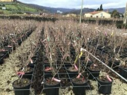 Kornoelje (Cornus Kousa 'Schmetterling') -DIRECTPLANT Winkel 14