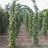 Groene Beukenboog (Fagus Sylvatica ) -DIRECTPLANT Winkel 143fagussylvaticaboog 1