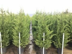 Haagconifeer (Cupressocyparis Leylandii 'Vito') -DIRECTPLANT Winkel 15 3