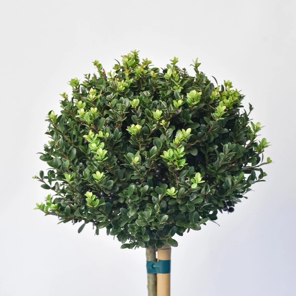 Japanse Hulst Als Bol Op Stam (Ilex Crenata 'Dark Green') 4 Japanse Hulst Als Bol Op Stam (Ilex Crenata 'Dark Green') - Afbeelding 2