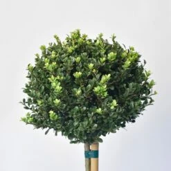 Japanse Hulst Als Bol Op Stam (Ilex Crenata 'Dark Green') -DIRECTPLANT Winkel 1525800 v 1