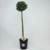 Japanse Hulst Als Bol Op Stam (Ilex Crenata 'Dark Green') -DIRECTPLANT Winkel 1534454 v 1