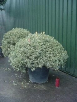 Bonte Hulst In Bolvrom (Ilex Aquifolium 'Silver Queen' ) -DIRECTPLANT Winkel 157ilexaquif.silverqueenbol 6