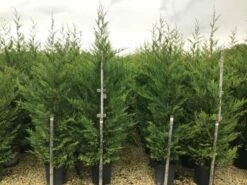 Haagconifeer (Cupressocyparis Leylandii 'Vito') -DIRECTPLANT Winkel 16