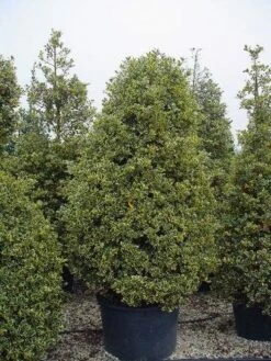 Hulst (Ilex Aquifolium 'Silver Queen') 13 Hulst (Ilex Aquifolium 'Silver Queen') -DIRECTPLANT Winkel 162ilexaquif.silverqueen 5 1