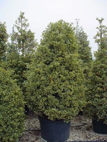 Hulst (Ilex Aquifolium 'Silver Queen') 8 Hulst (Ilex Aquifolium 'Silver Queen') - Afbeelding 6
