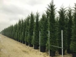 Haagconifeer (Cupressocyparis Leylandii 'Vito')