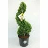 Japanse Hulst Als Spiraal (Ilex Crenata 'Dark Green') -DIRECTPLANT Winkel 1715882 v t5 2