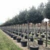 Olijfwilg Als Boom (Elaeagnus Ebbingei 'Compacta') 2 Olijfwilg Als Boom (Elaeagnus Ebbingei 'Compacta') -DIRECTPLANT Winkel 18