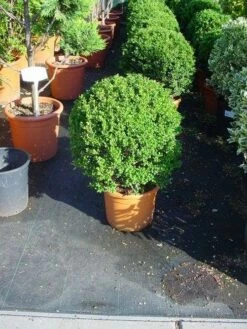 Japanse Hulst In Bolvorm (Ilex Crenata 'Convexa') -DIRECTPLANT Winkel 181ilexcrenataconvexabol 3 4