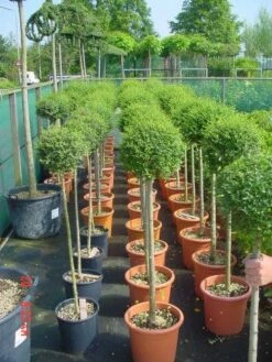 Liguster Op Stam (Ligustrum Delavayanum) -DIRECTPLANT Winkel 186ligustrumdelavayanumhalfstam 4