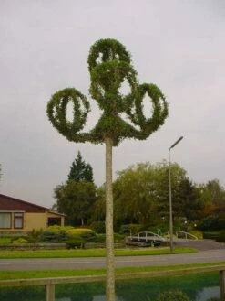 Lantaarnringen (Ligustrum Delavayanum)