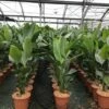 Paradijsvogelplant (Strelitzia Nicolai) -DIRECTPLANT Winkel 1 1