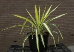 Palmlelie (Yucca Flaccida 'Golden Sword') -DIRECTPLANT Winkel 20040829222642 1
