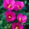 Altheastruik (Hibiscus Syriacus 'Russian Violet') -DIRECTPLANT Winkel 20040829222836 2