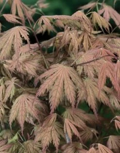 Japanse Esdoorn (Acer Palmatum 'Ariadne')