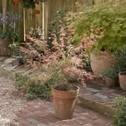 Japanse Esdoorn (Acer Palmatum 'Beni-komachi') -DIRECTPLANT Winkel 20060517112101 1