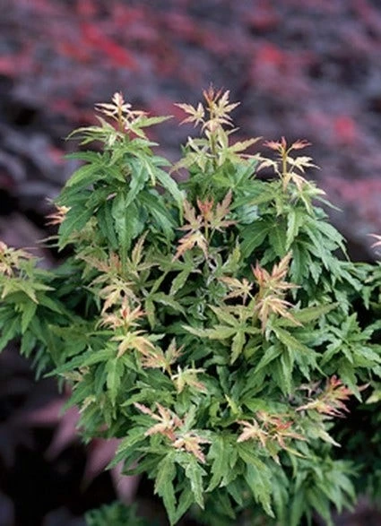 Japanse Esdoorn (Acer Palmatum 'Kotohime') 4 Japanse Esdoorn (Acer Palmatum 'Kotohime') - Afbeelding 2