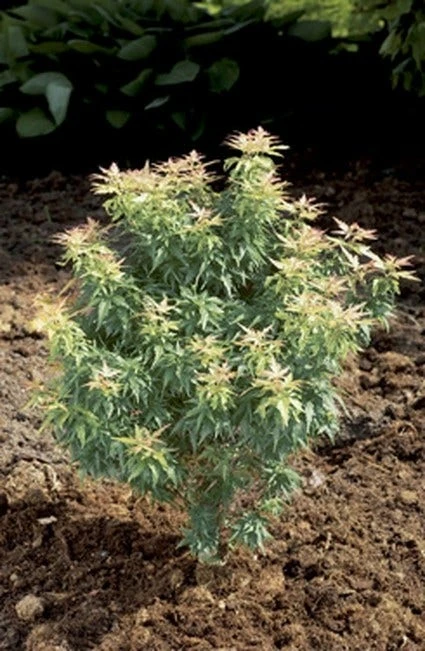 Japanse Esdoorn (Acer Palmatum 'Kotohime') 3 Japanse Esdoorn (Acer Palmatum 'Kotohime')