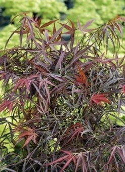 Japanse Esdoorn (Acer Palmatum 'Red Pygmy') -DIRECTPLANT Winkel 20060517144024 4