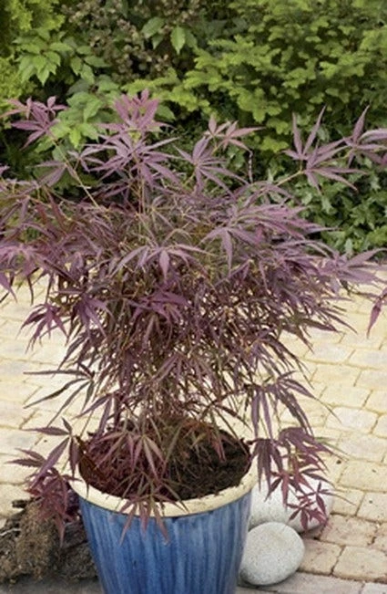 Japanse Esdoorn (Acer Palmatum 'Red Pygmy') 3 Japanse Esdoorn (Acer Palmatum 'Red Pygmy')
