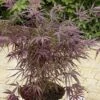 Japanse Esdoorn (Acer Palmatum 'Red Pygmy') -DIRECTPLANT Winkel 20060517144053 4