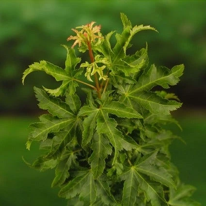 Japanse Esdoorn (Acer Palmatum 'Shishigashira') 4 Japanse Esdoorn (Acer Palmatum 'Shishigashira') - Afbeelding 2