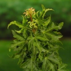 Japanse Esdoorn (Acer Palmatum 'Shishigashira') 9 Japanse Esdoorn (Acer Palmatum 'Shishigashira') -DIRECTPLANT Winkel 20060517145850 9