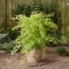 Japanse Esdoorn (Acer Palmatum 'Summer Gold') -DIRECTPLANT Winkel 20060517150300 2