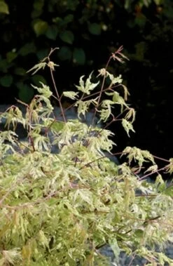 Japanse Esdoorn (Acer Palmatum 'Ukigumo') -DIRECTPLANT Winkel 20060517150936 1