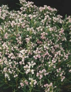 Lavendelheide (Andromeda Polifolia 'Blue Ice') -DIRECTPLANT Winkel 20060517165751 1 1