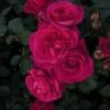 Speciale Roos (Rosa 'Blackberry Nip') -DIRECTPLANT Winkel 20060518171044 1