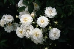 Miniklimroos (Rosa 'Guirlande D'Amour') 11 Miniklimroos (Rosa 'Guirlande D'Amour') -DIRECTPLANT Winkel 20060518173342 1 1