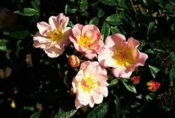 Miniklimroos (Rosa 'Open Arms') -DIRECTPLANT Winkel 20060522130052 1