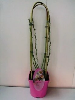 Miniklimroos (Rosa 'Open Arms') -DIRECTPLANT Winkel 20060522130109 1