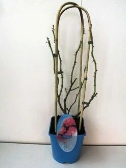 Klimroos (Rosa 'Grand Hotel')