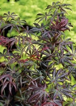 Japanse Esdoorn (Acer Palmatum 'Trompenburg') 11 Japanse Esdoorn (Acer Palmatum 'Trompenburg') -DIRECTPLANT Winkel 20060523122617 5