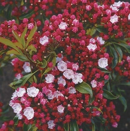 Lepelboom (Kalmia Latifolia) 3 Lepelboom (Kalmia Latifolia)