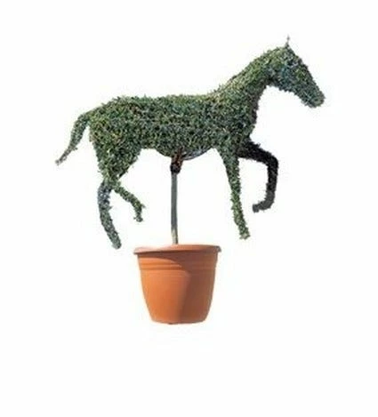Horse (Ligustrum Delavayanum) 3 Horse (Ligustrum Delavayanum)