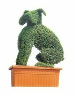 Boxer (Ligustrum Delavayanum)